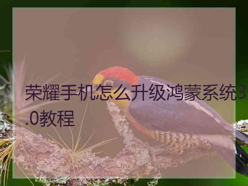 荣耀手机怎么升级鸿蒙系统3.0教程