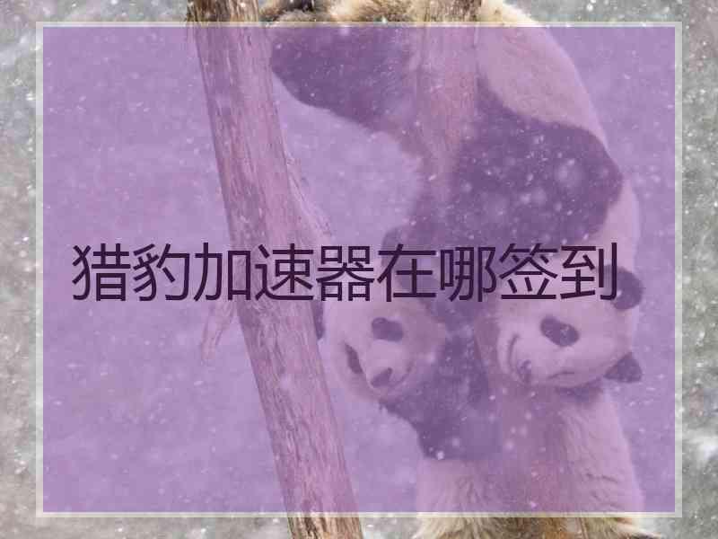 猎豹加速器在哪签到