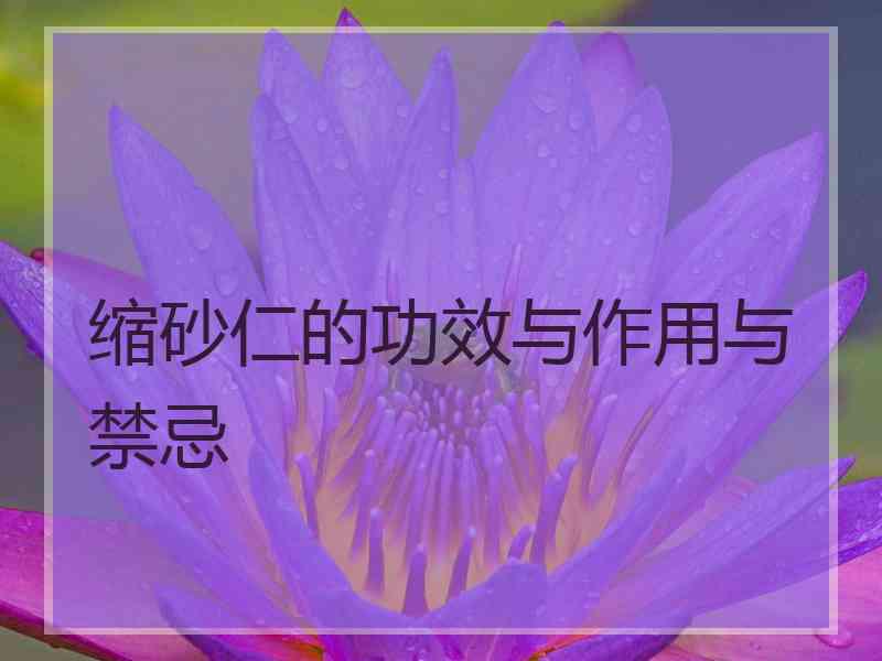 缩砂仁的功效与作用与禁忌