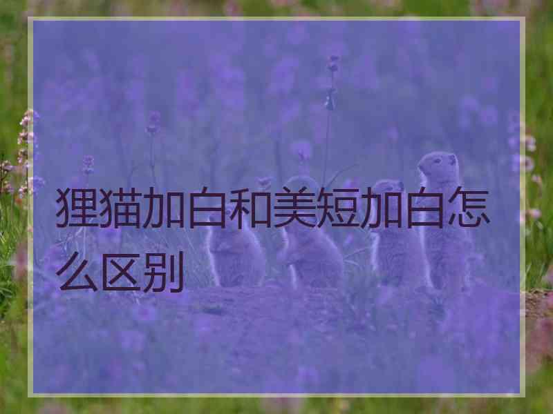 狸猫加白和美短加白怎么区别