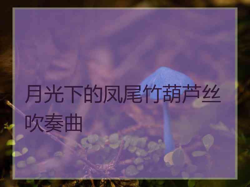 月光下的凤尾竹葫芦丝吹奏曲