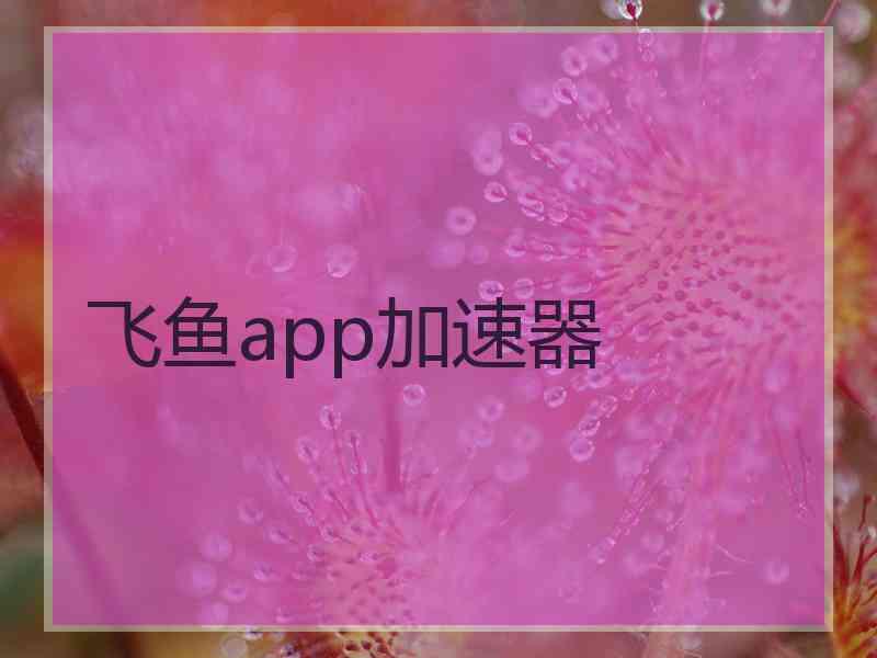 飞鱼app加速器