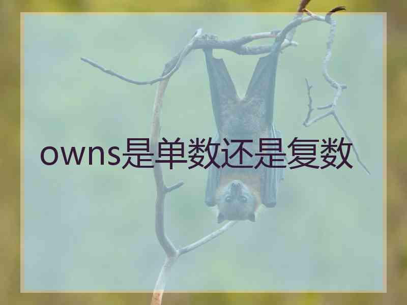 owns是单数还是复数