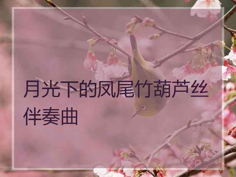 月光下的凤尾竹葫芦丝伴奏曲